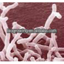 BB-G90 Bifidobacterium bifidum